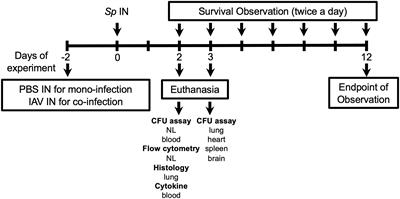 The Roles of Transient Receptor Potential Vanilloid 1 and 4 in Pneumococcal Nasal Colonization and Subsequent Development of Invasive Disease